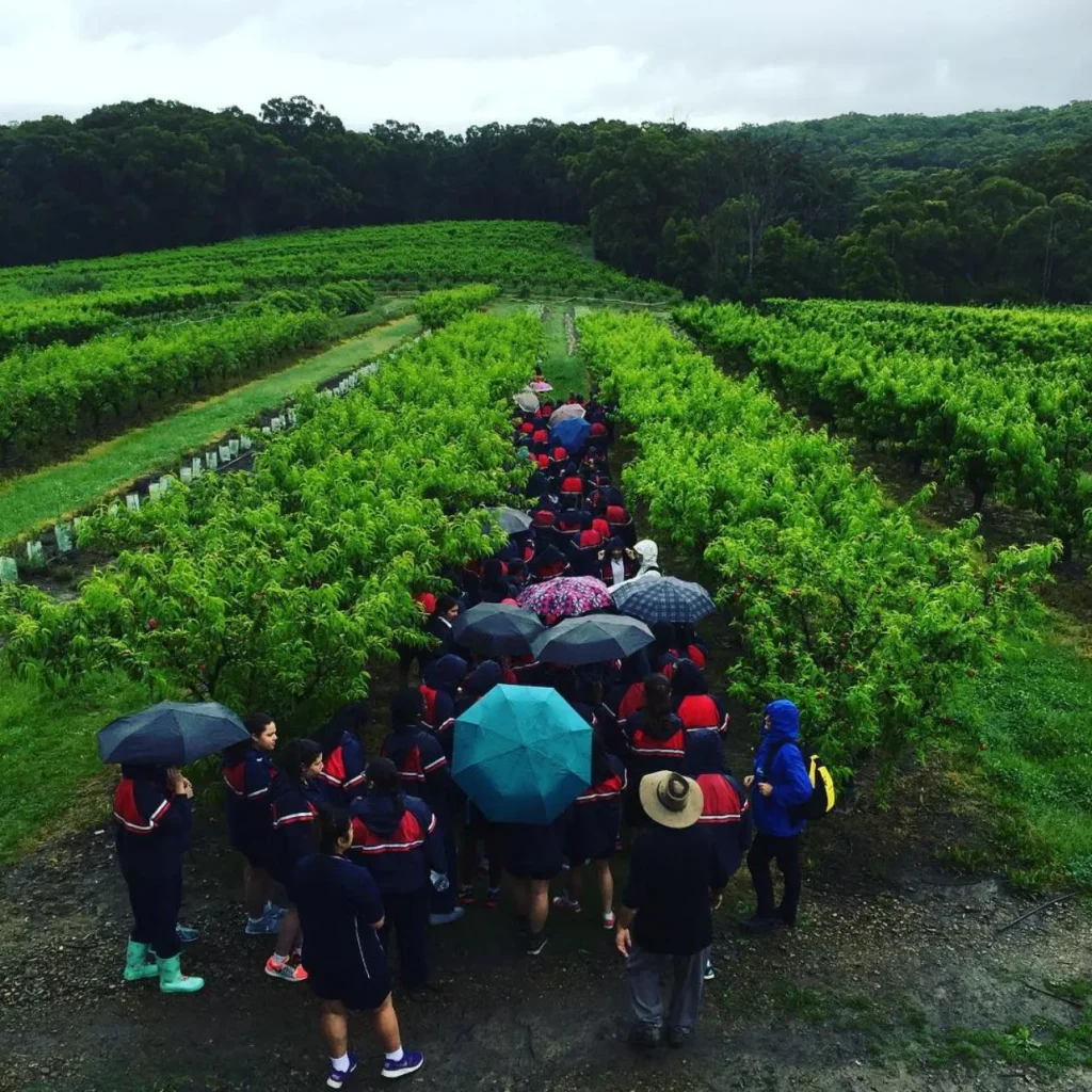 Fruit Picking Adventure, Rayner’s Orchard