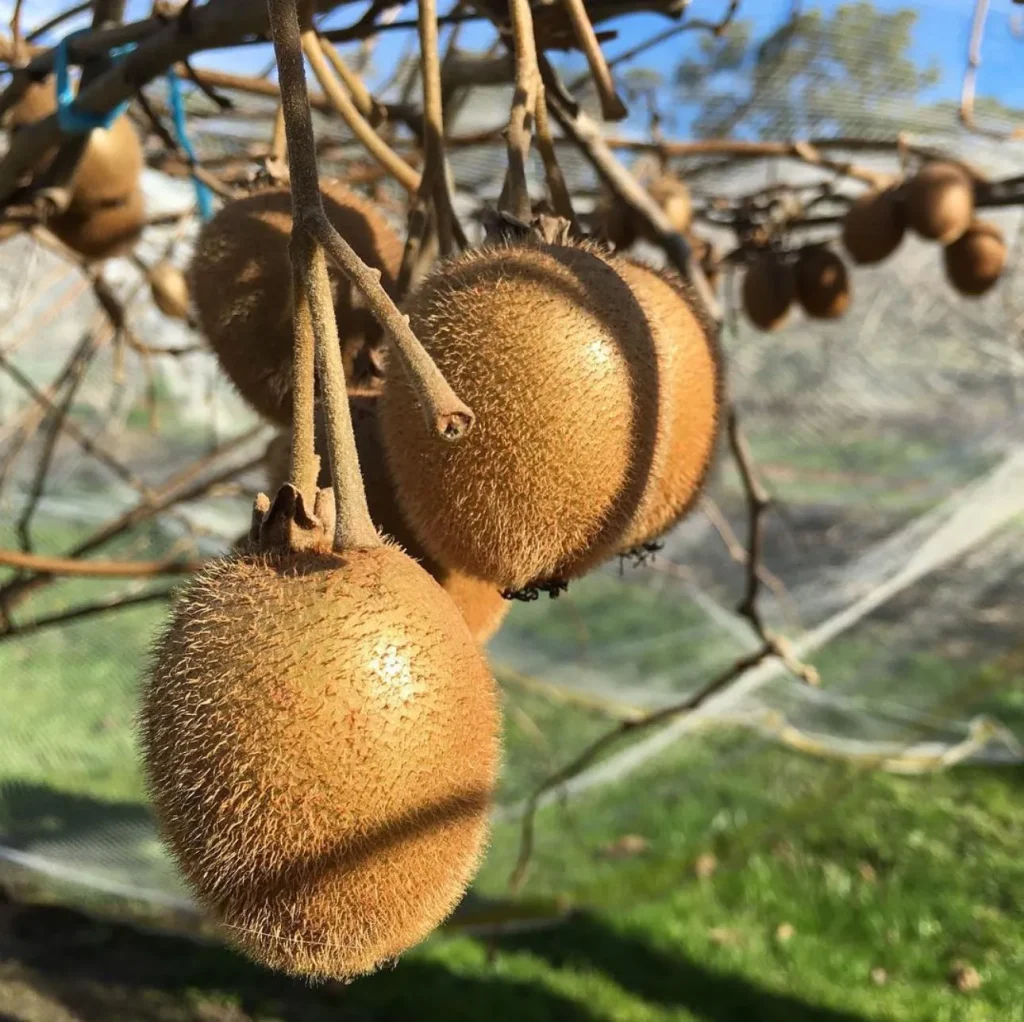 Tractor Fruit Tasting Tours