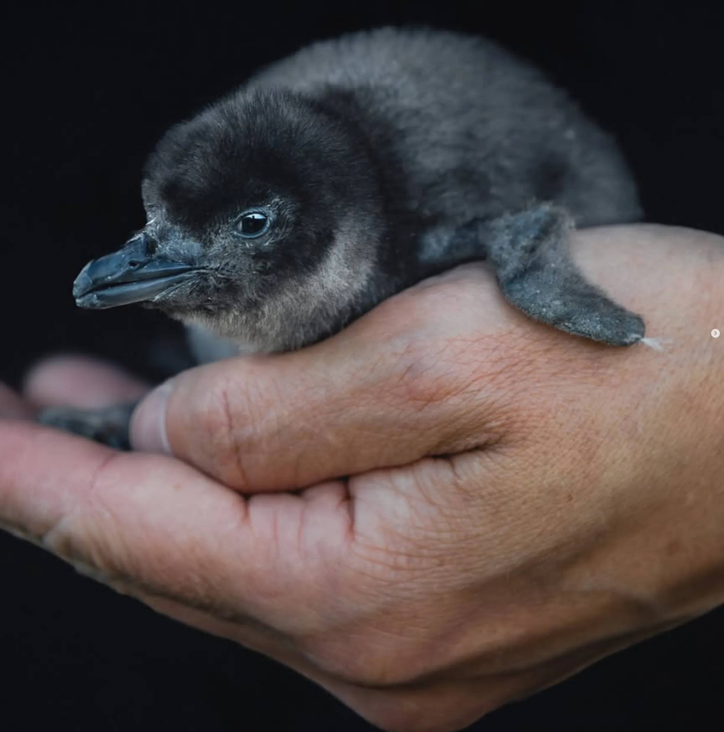 blue penguins
