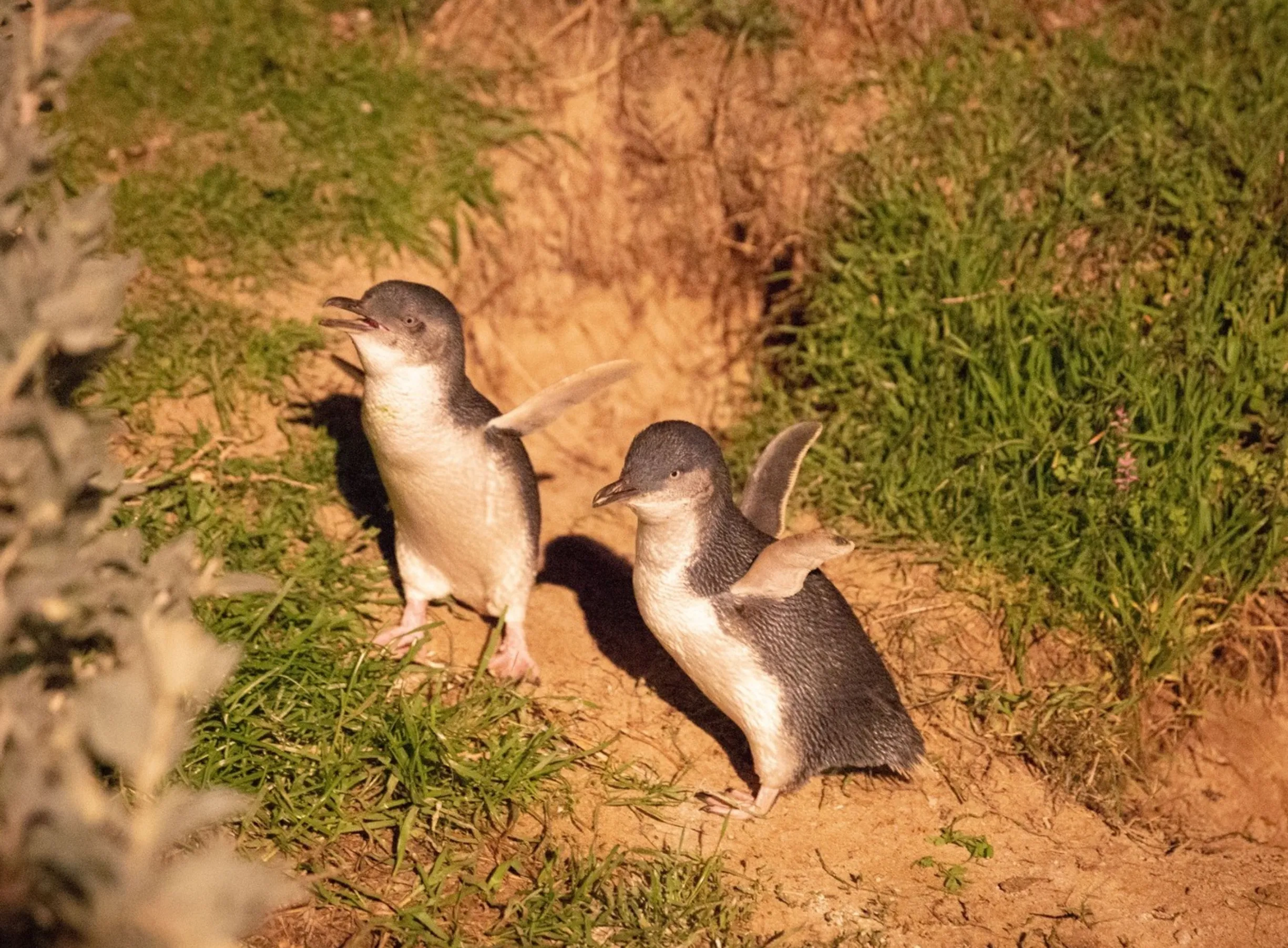 intimate penguin experience