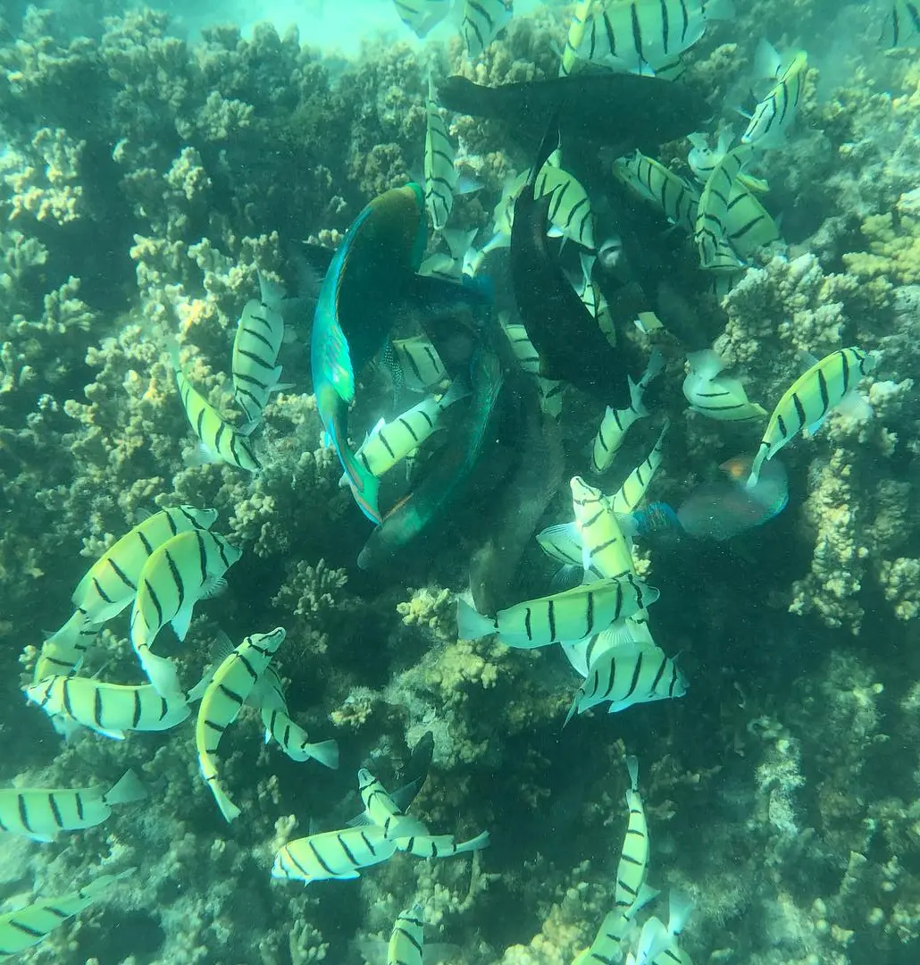 ningaloo coast campground bookings 2026